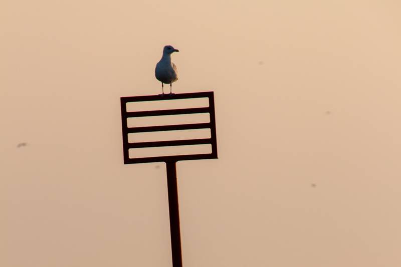 Last minutes aan zee? Ga spontaan naar Ameland