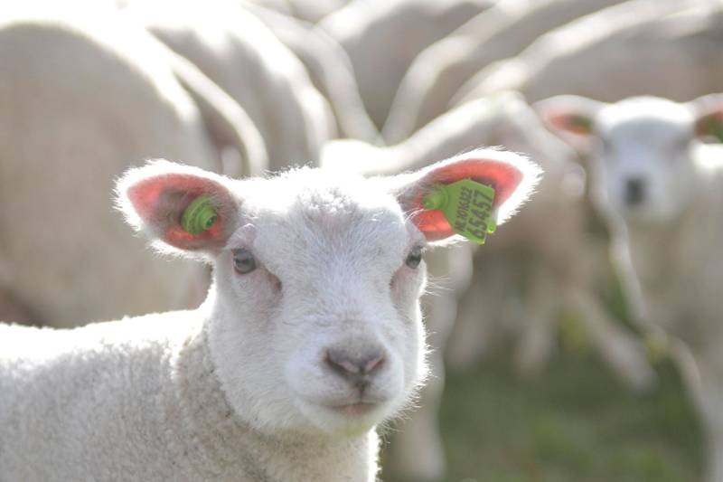 Het weer op Ameland: Alles over het waddenklimaat
