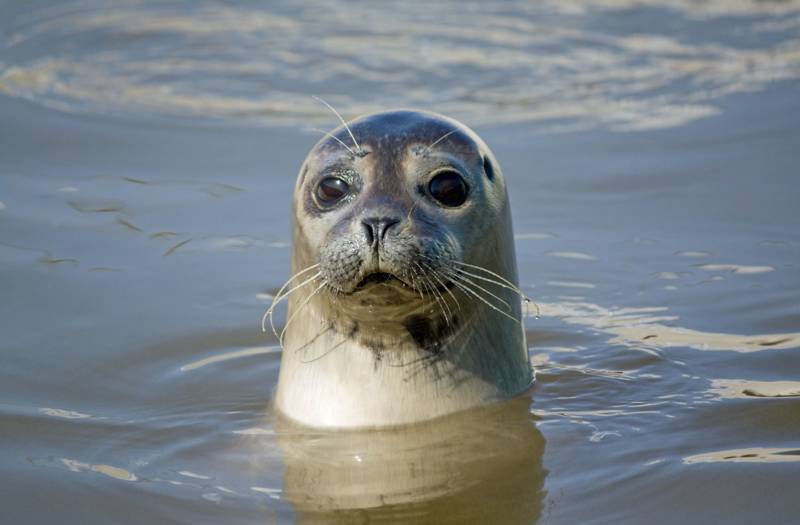 Ontdek de unieke robbentocht op Ameland